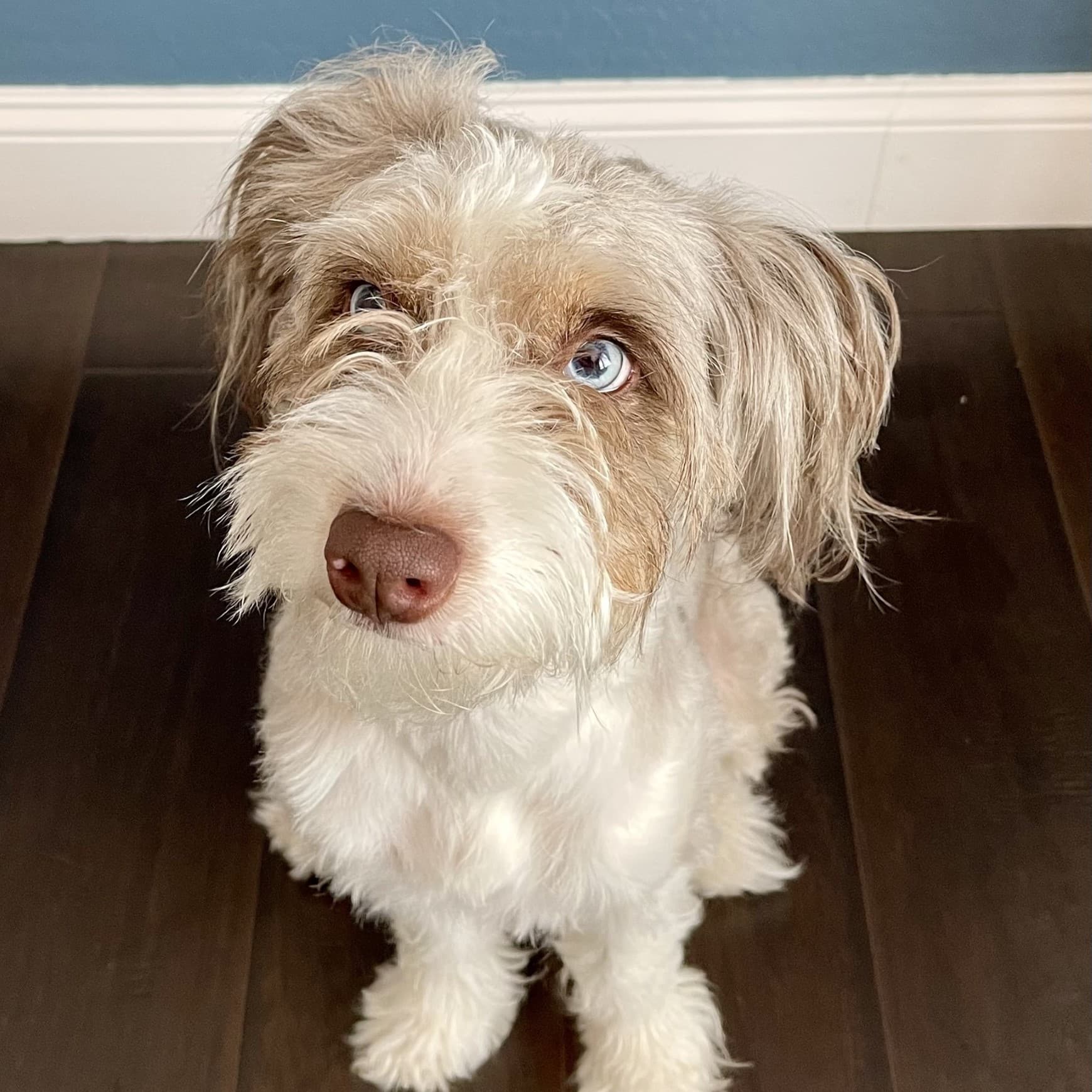 Aussiedoodle female named Bella with blue eyes and blue merle with white and tan points