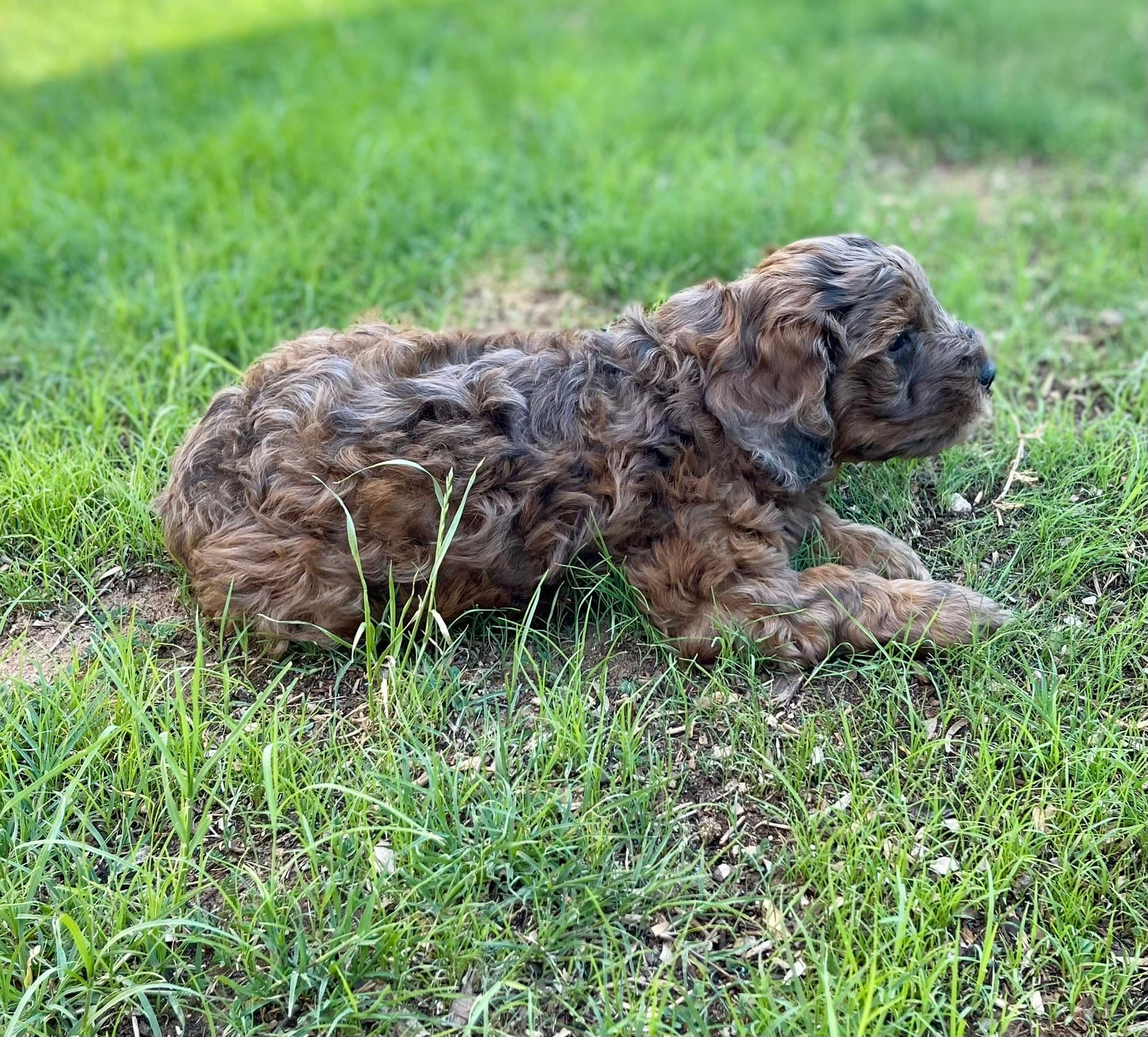 Brownie - Photo 11