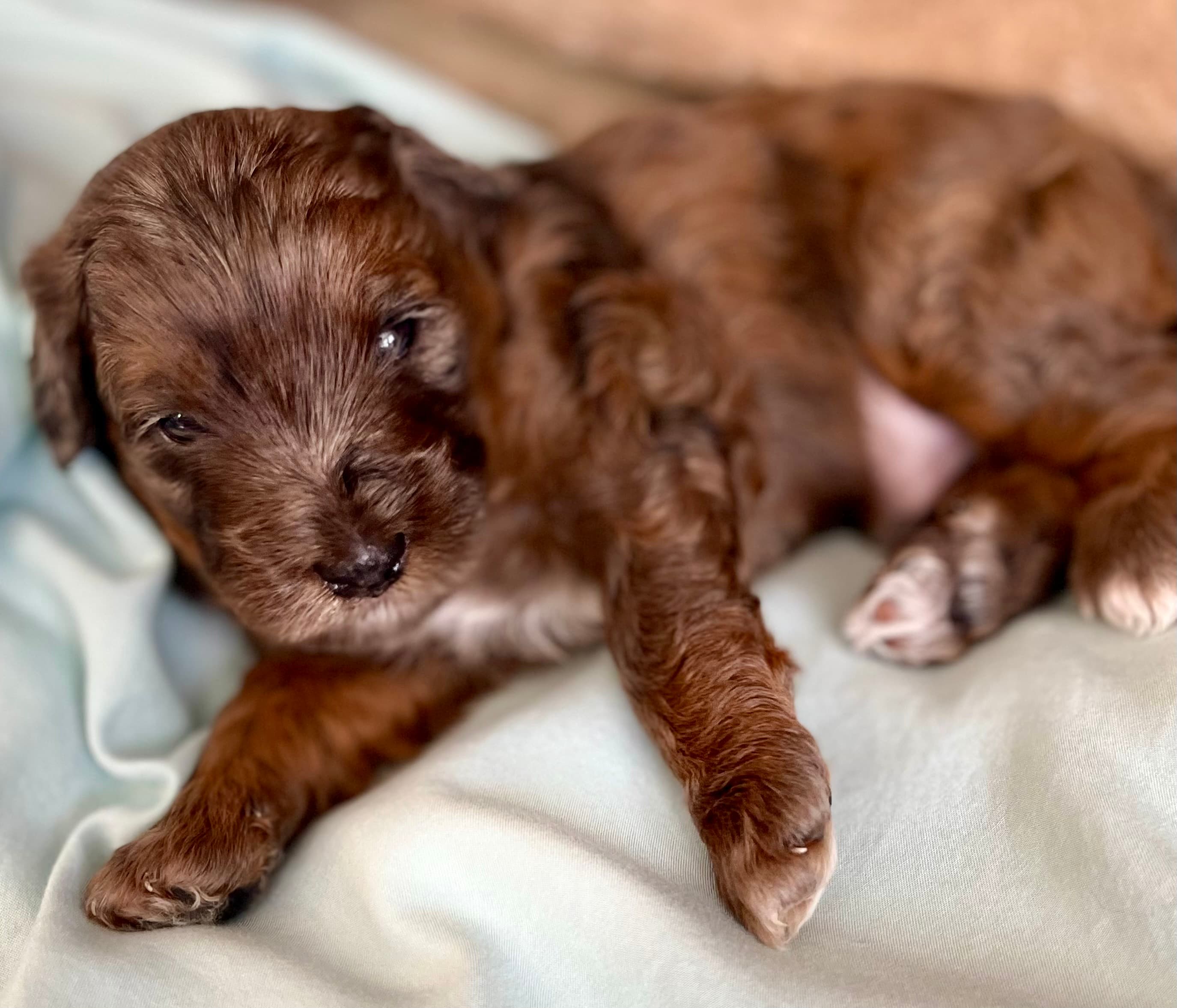 Brownie the Aussiedoodle puppy