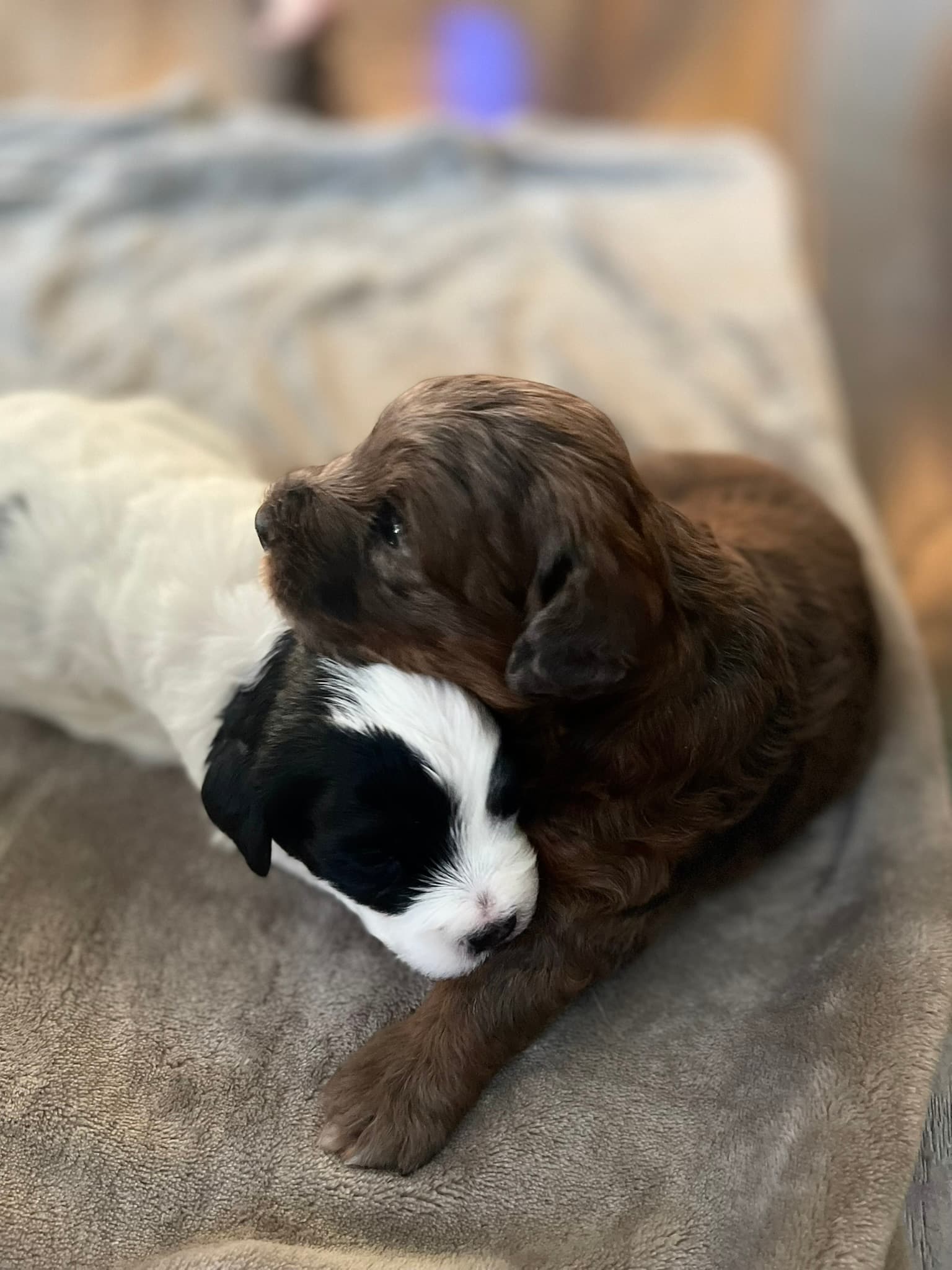Brownie - Photo 5