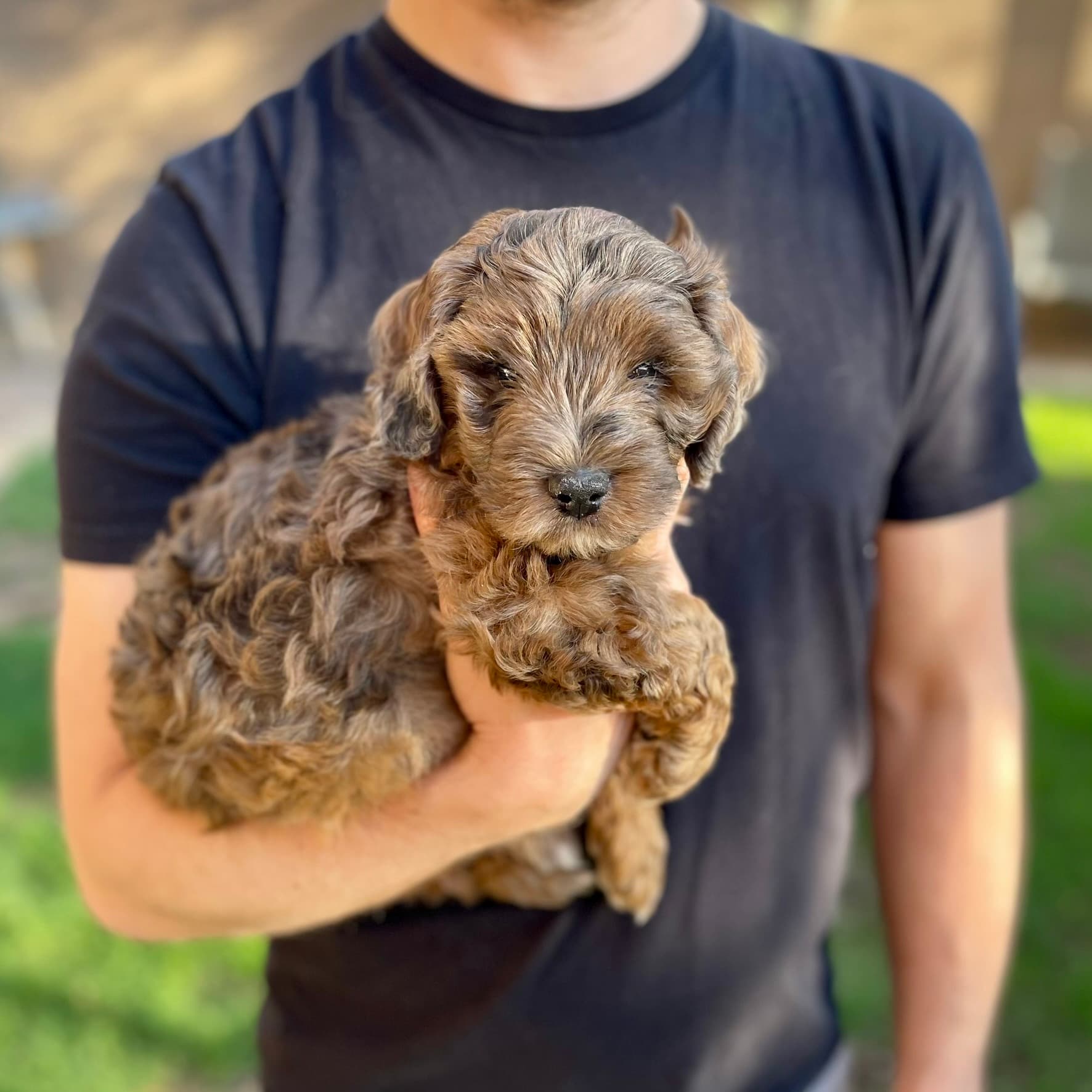 Brownie - Photo 8
