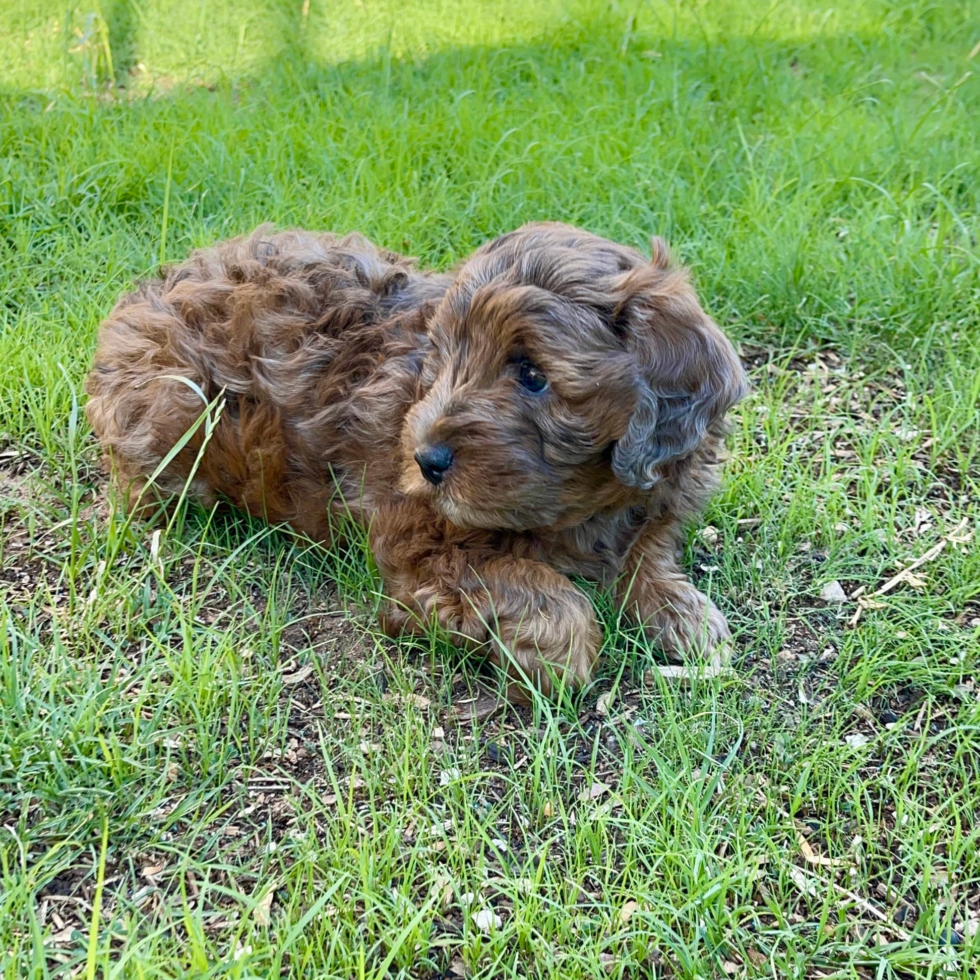 Brownie - Photo 9