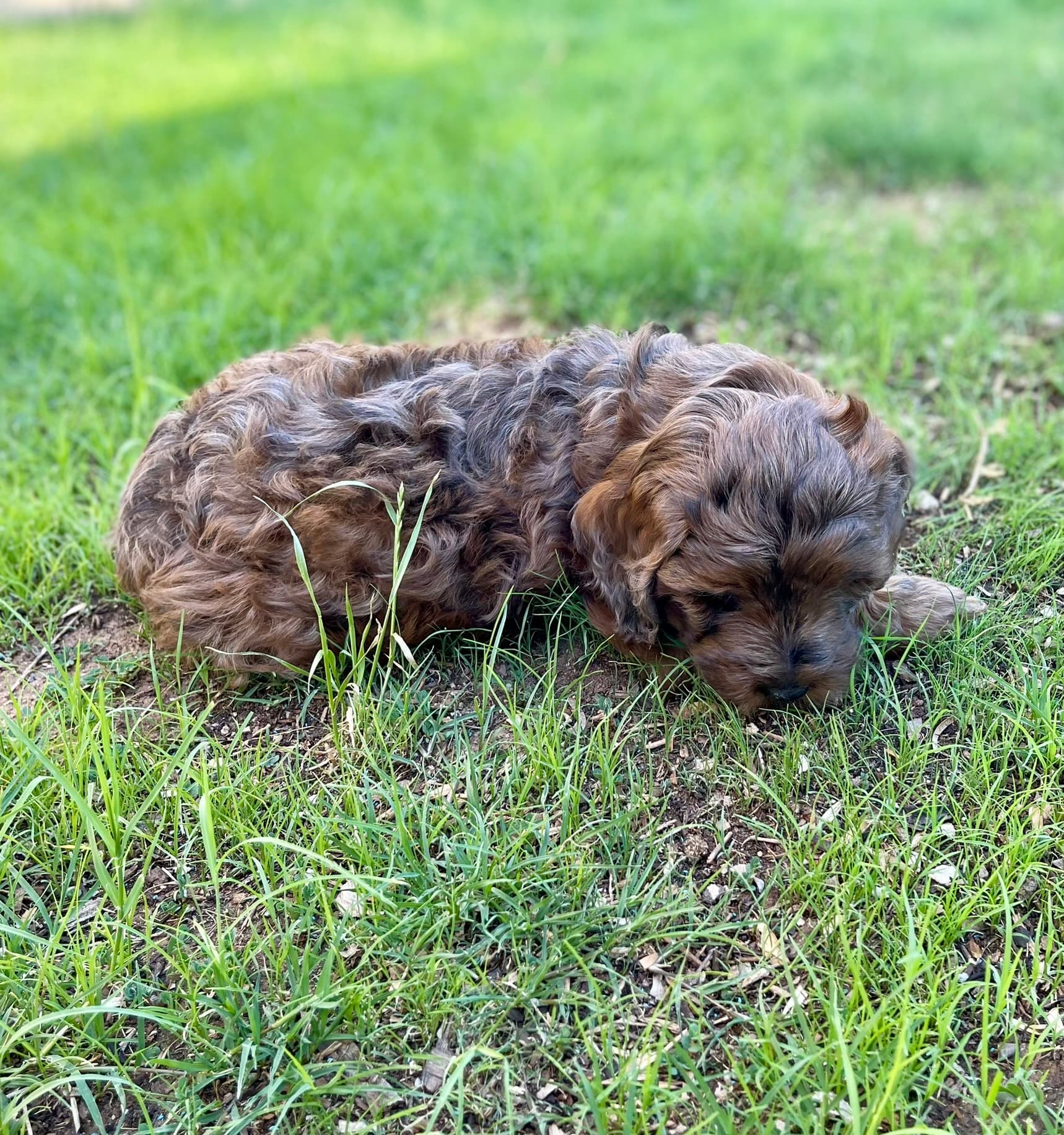 Brownie - Photo 10
