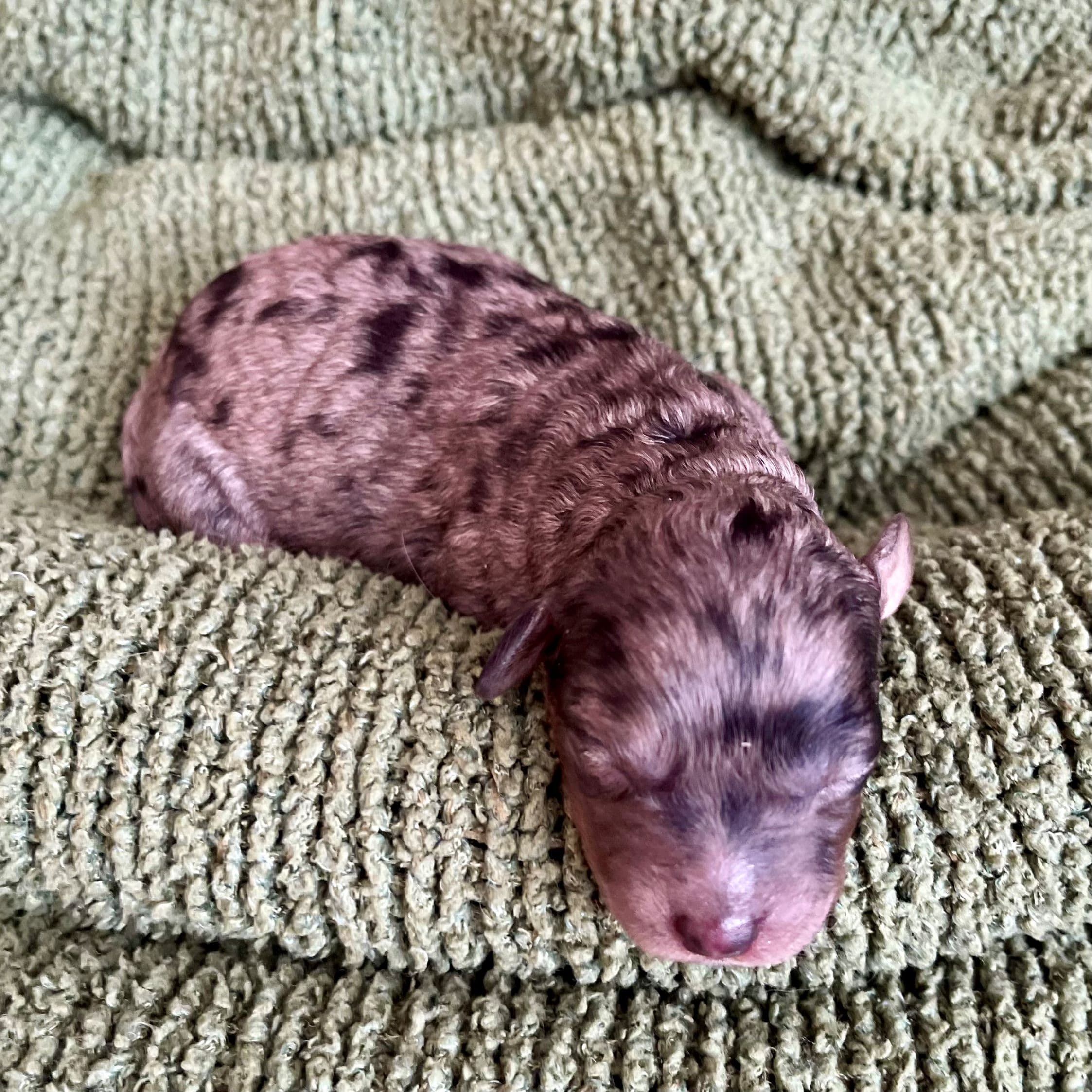 Brownie - Photo 2