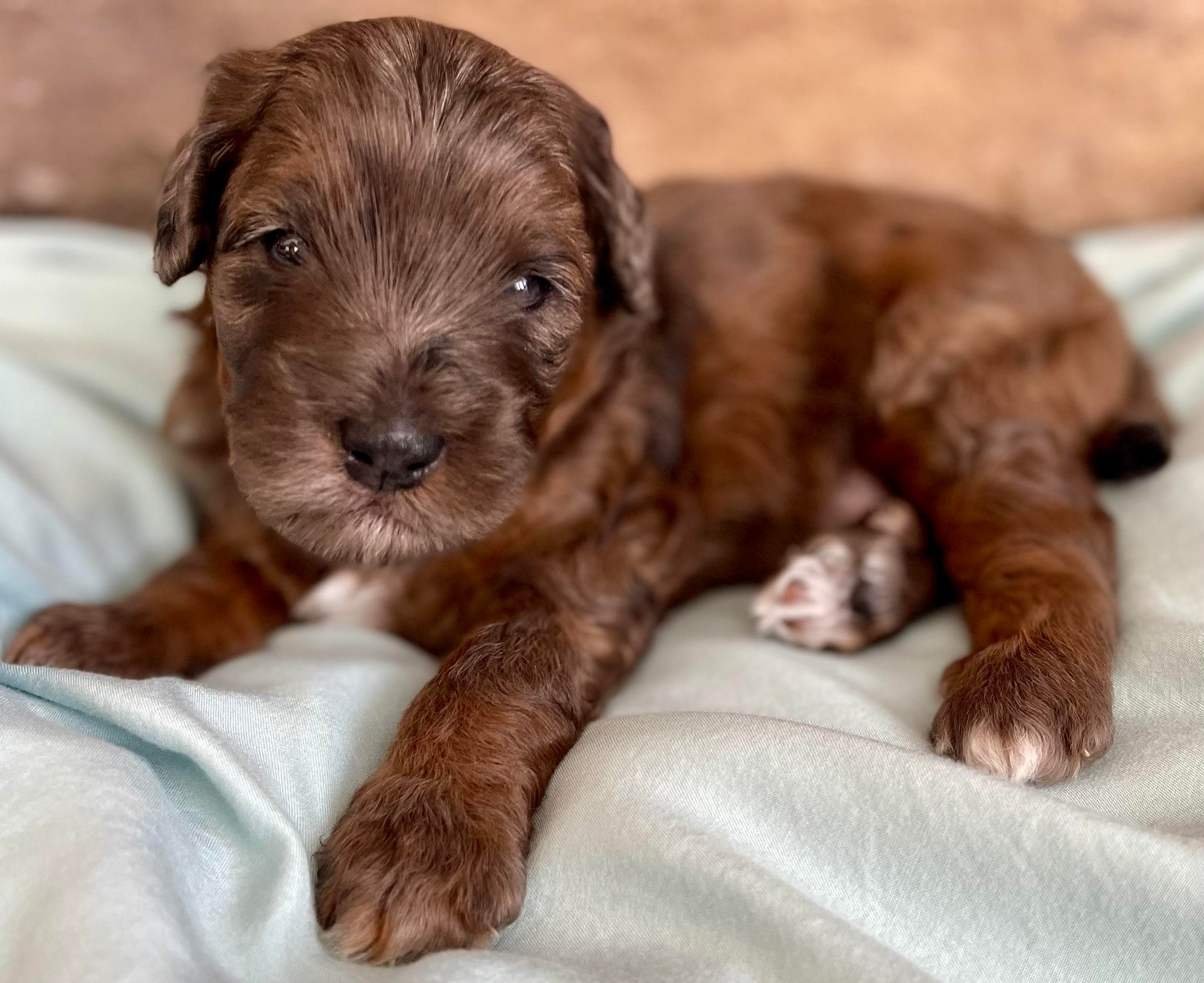 Brownie - Photo 3