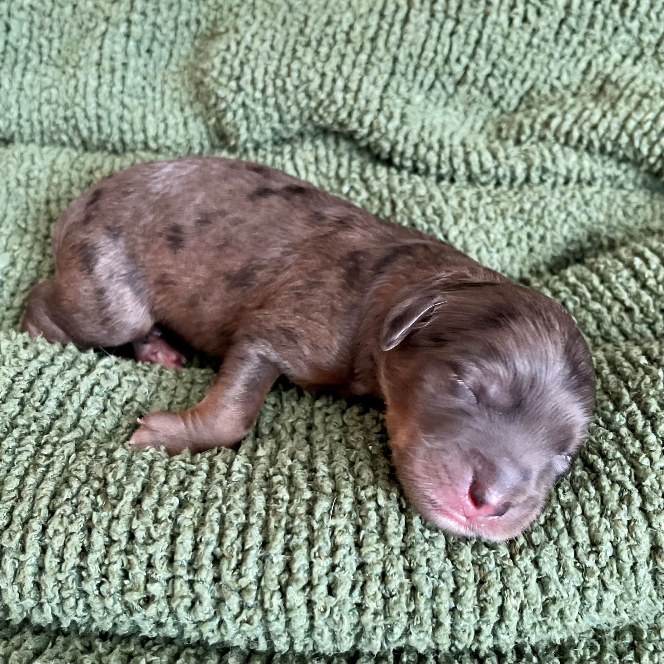Luna the Aussiedoodle puppy