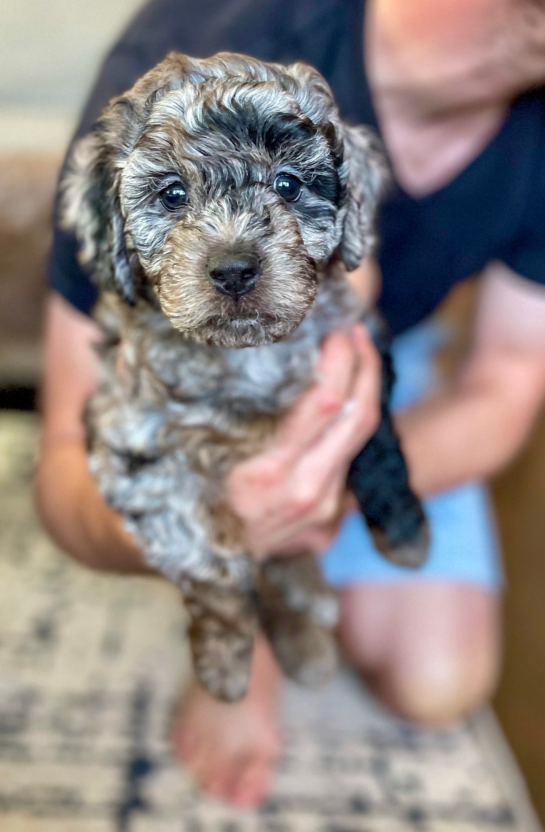 Nutella the Aussiedoodle puppy