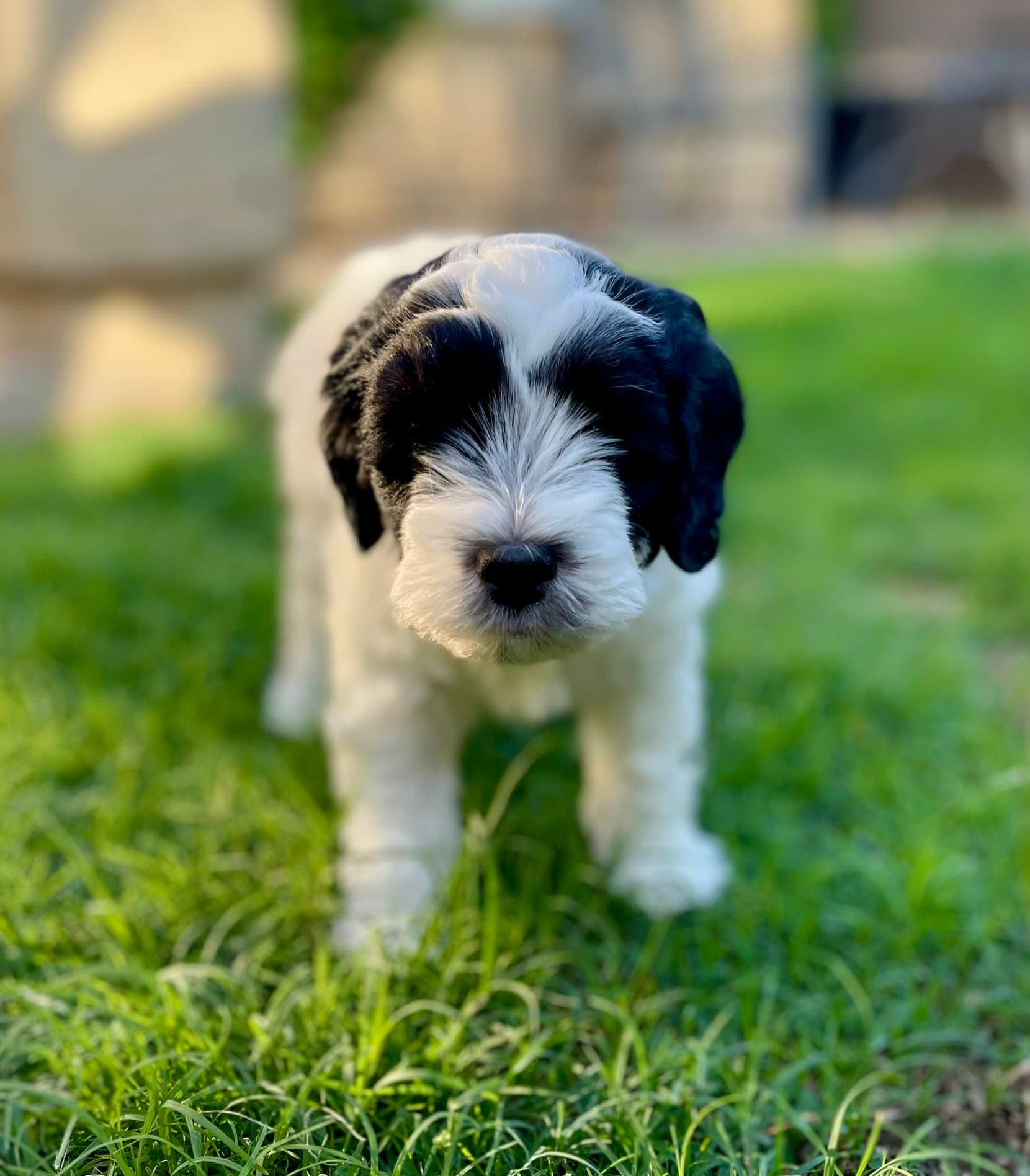 Patch - Photo 9