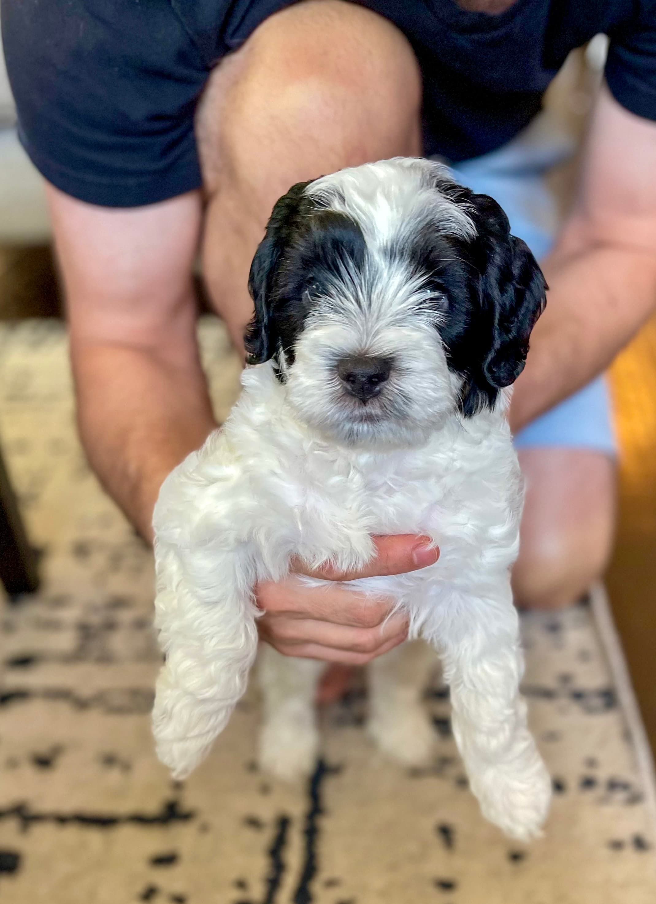 Patch the Aussiedoodle puppy