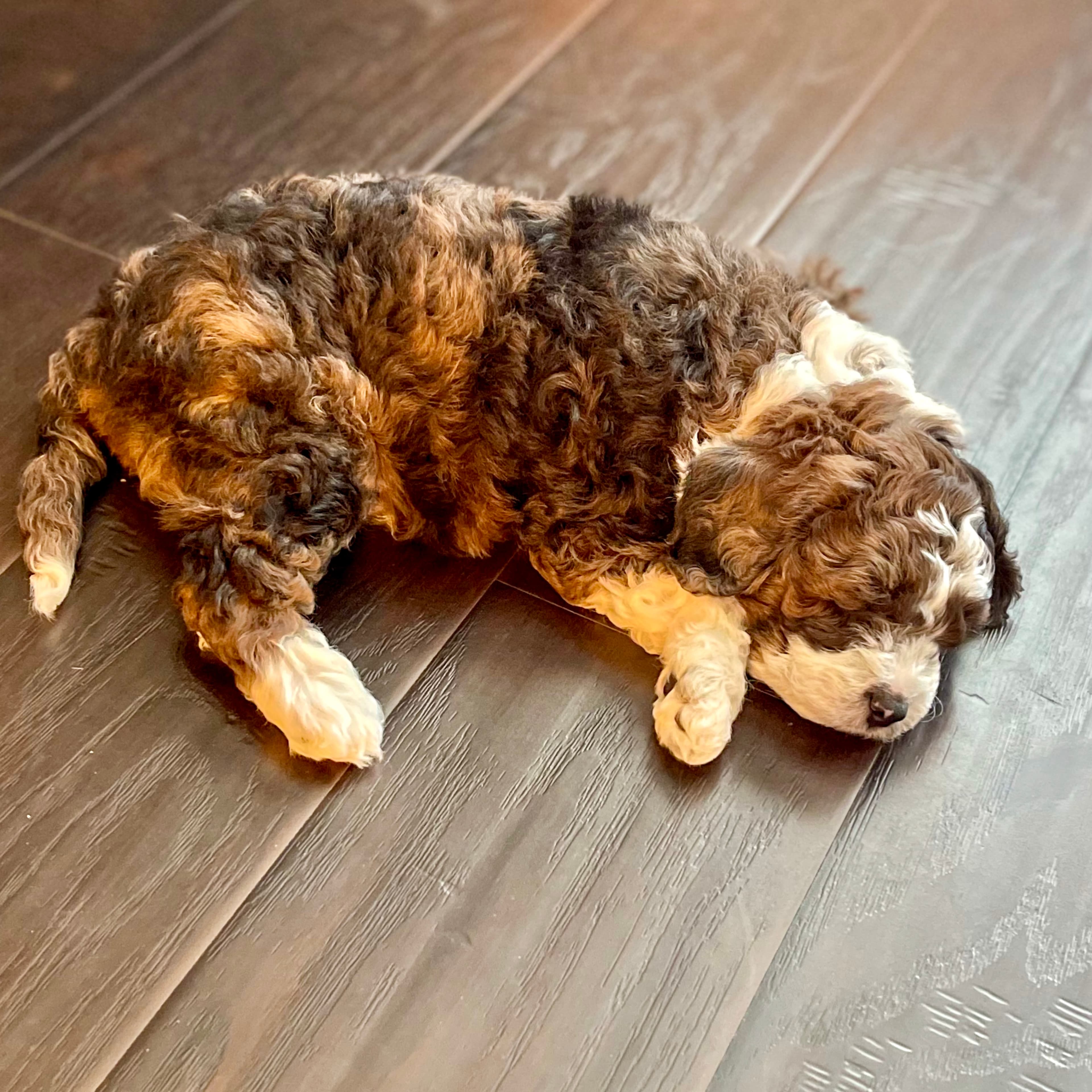Squawker the Aussiedoodle puppy