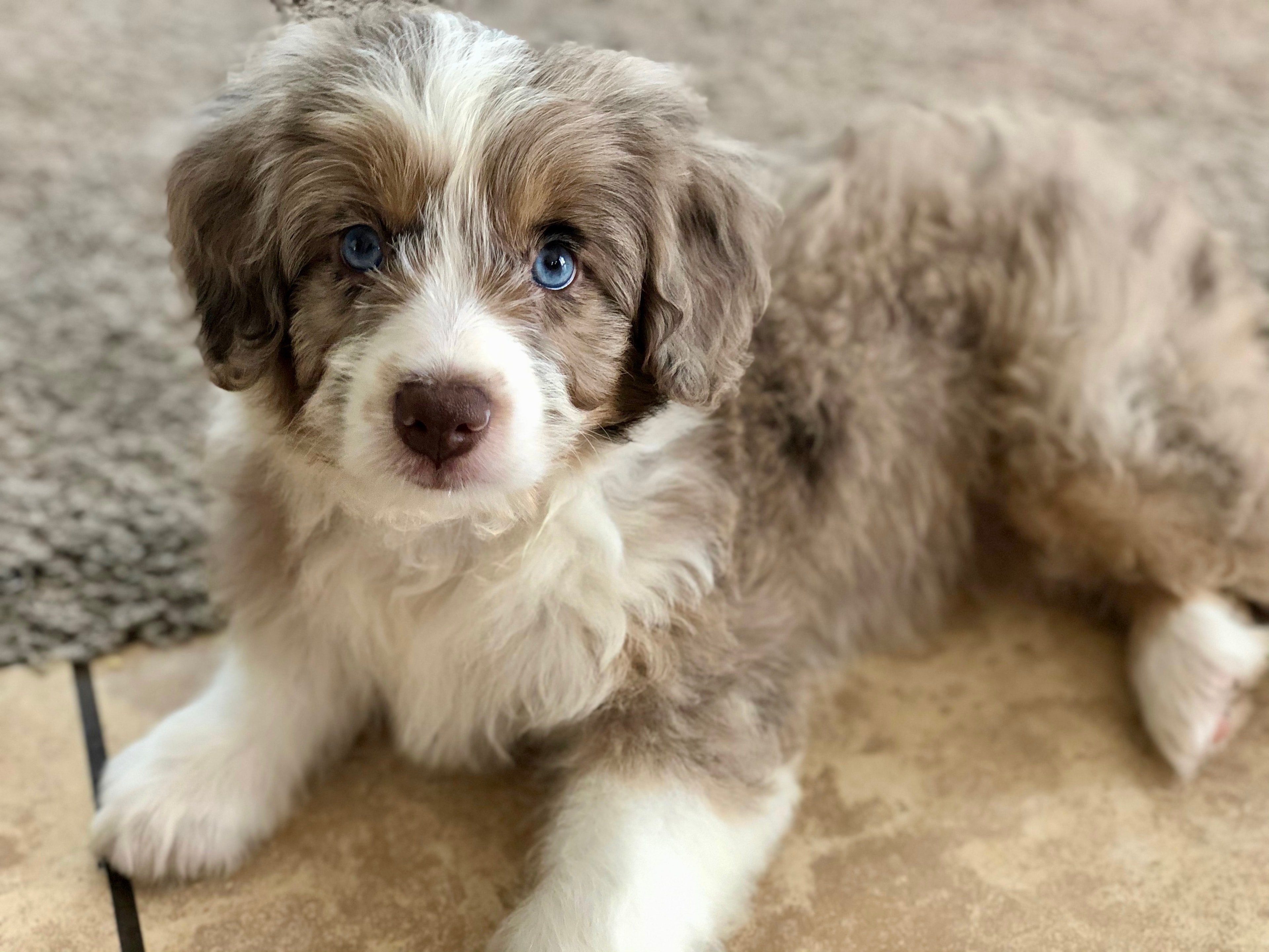 Arizona Aussiedoodle Puppies